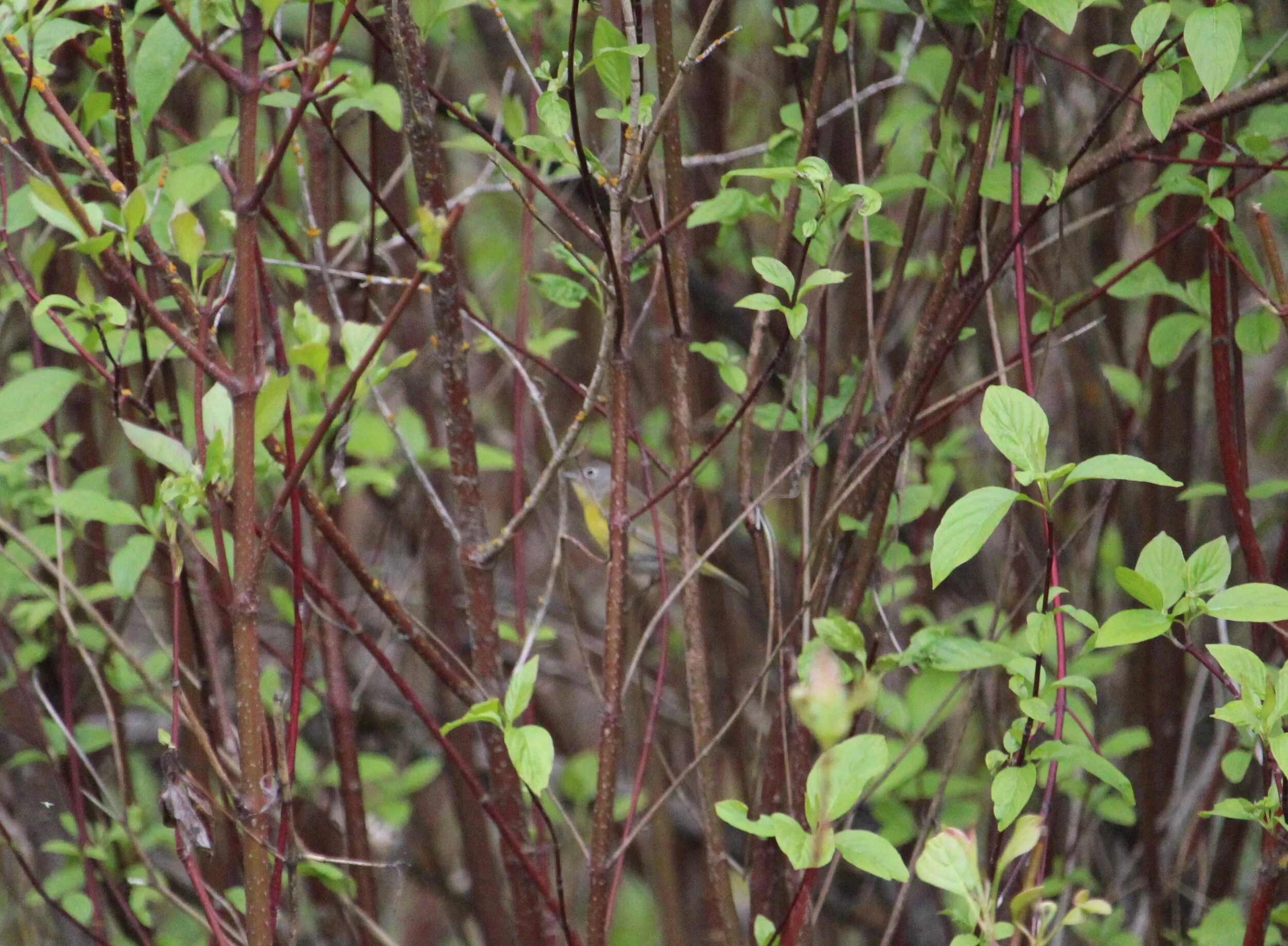 Nashville Warbler