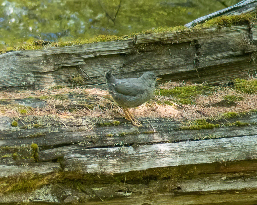 Little Pend Oreille NWR Field Trip (5/25-26/2021)
