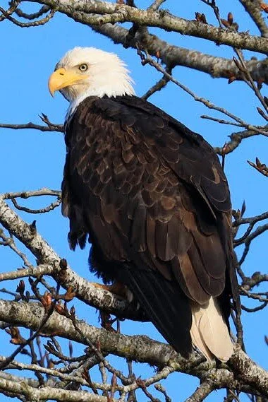 Bald Eagle, by WRSP Member