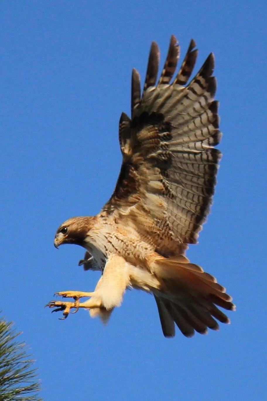 Red-tailed Hawk, by WRSP Member