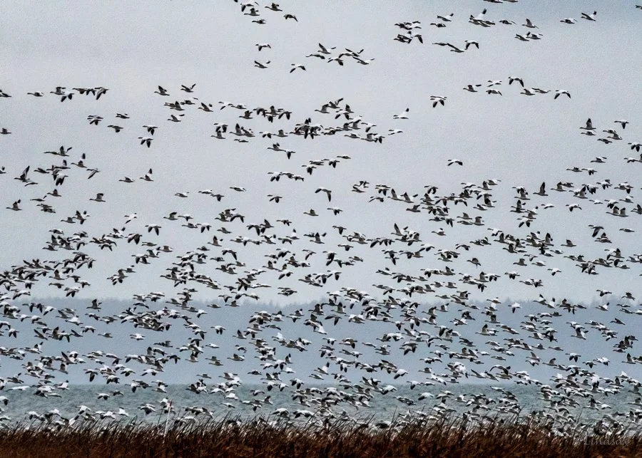 Skagit County Field Trip (10/27-28/2021)