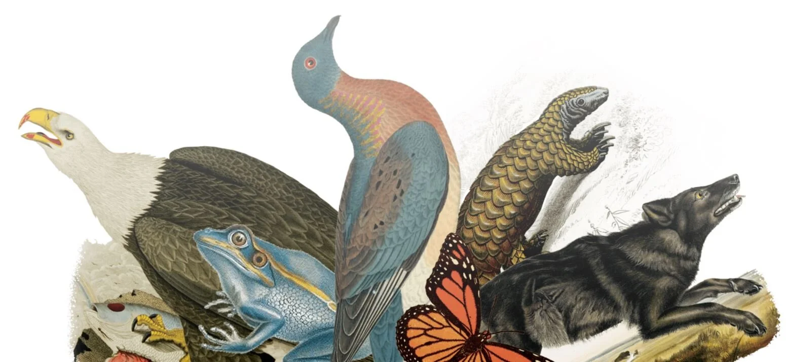 The Pygmy Owl - December 2021