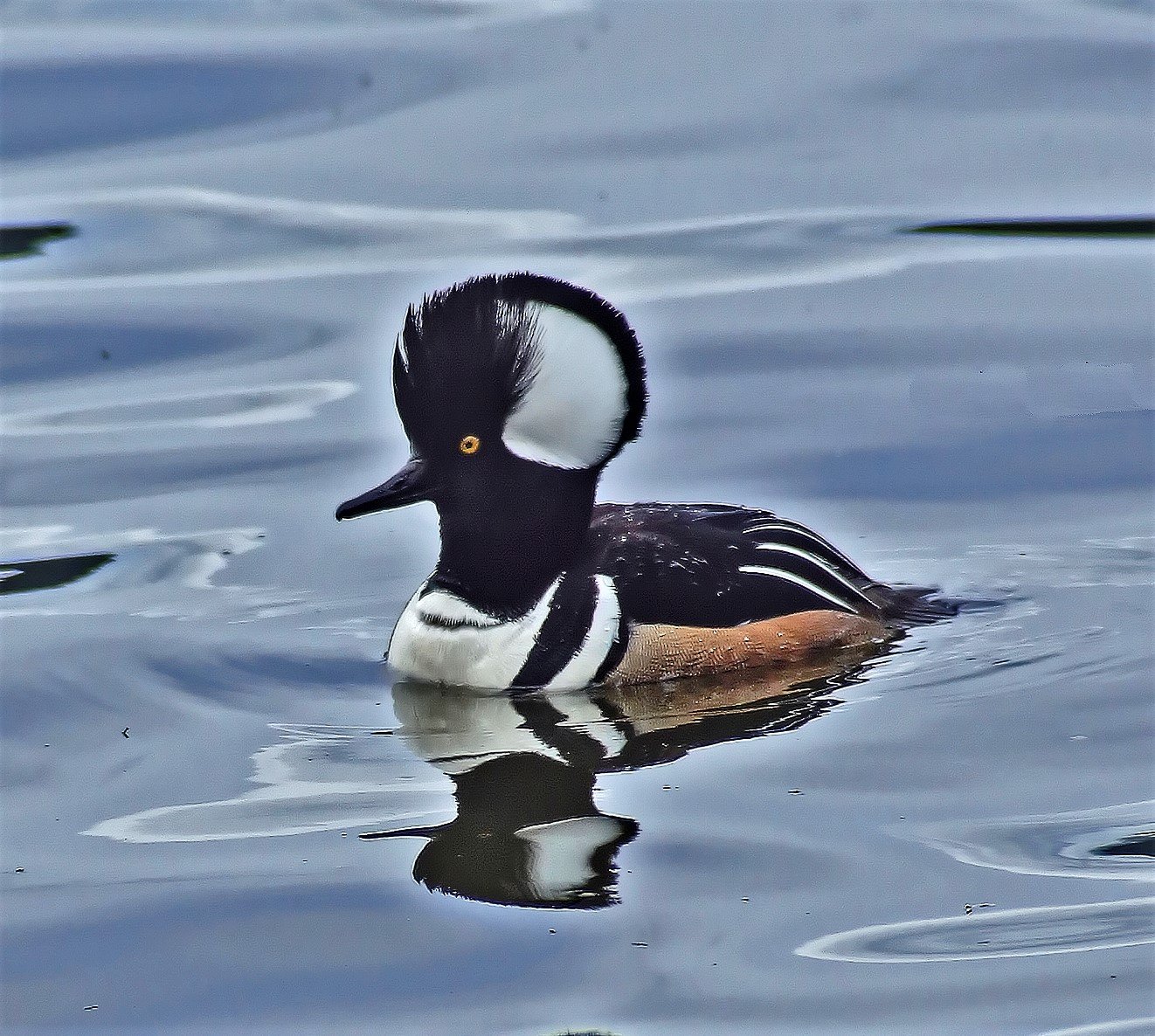 HoodedMerganser.jpg