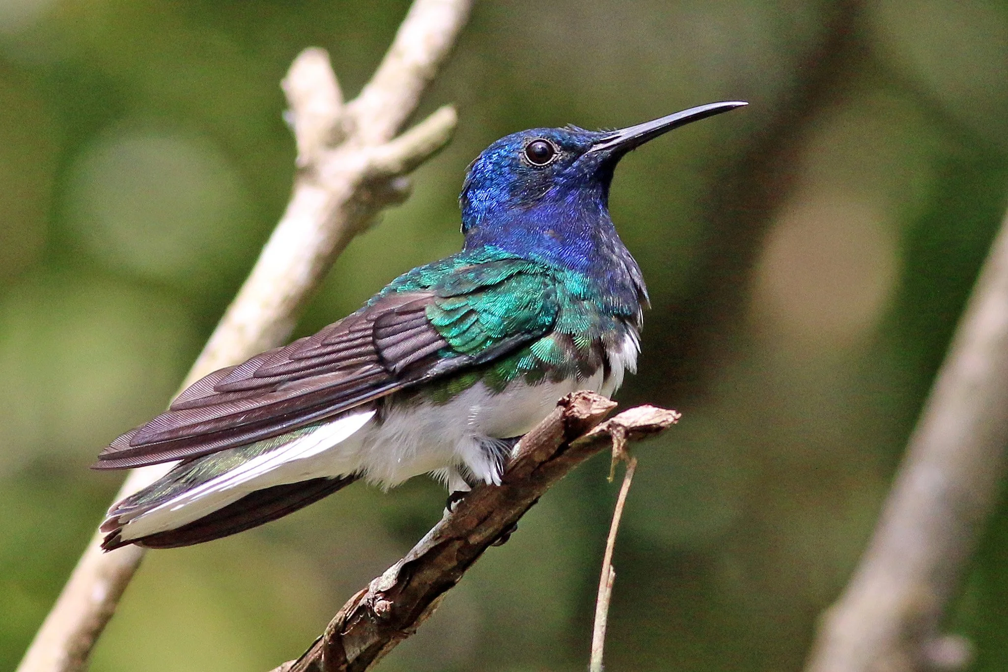 The Pygmy Owl - January 2022