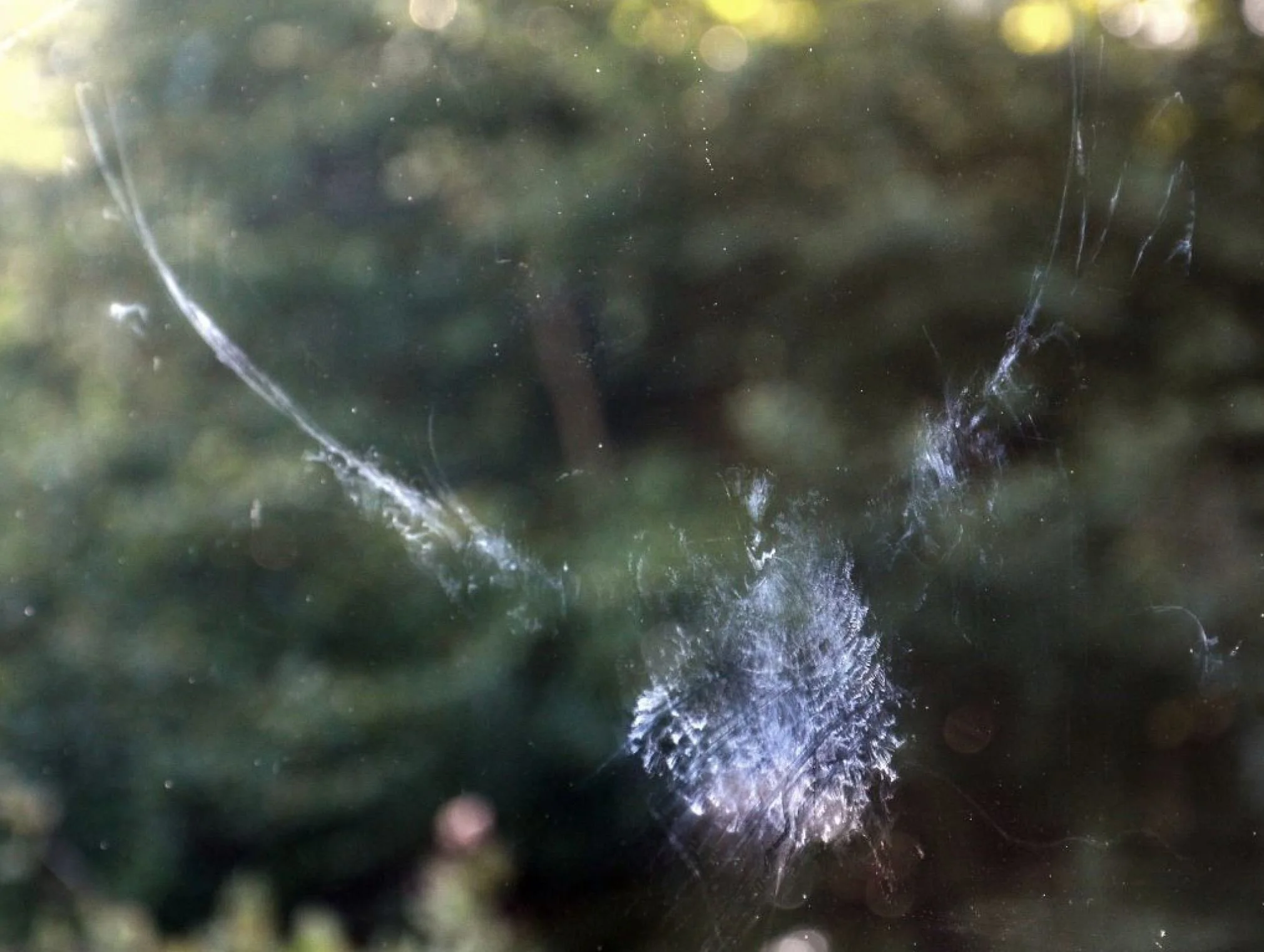 The Pygmy Owl - February 2022