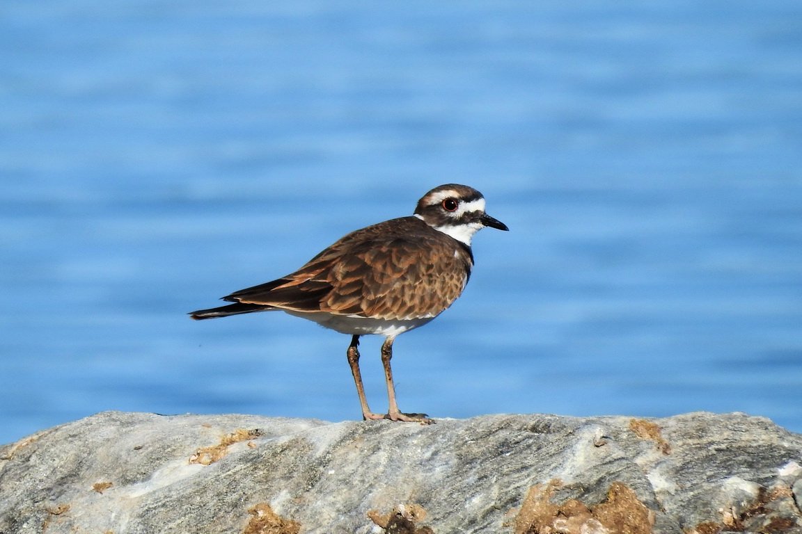 Killdeer tiny.jpg