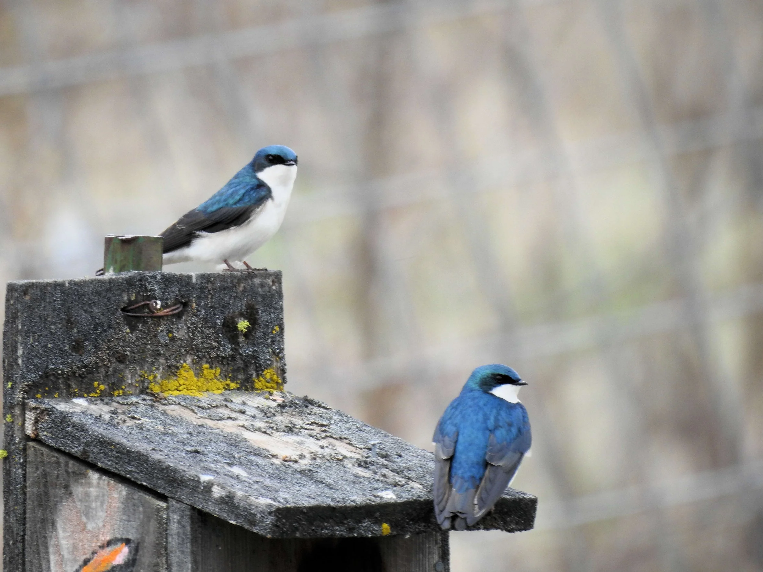 Turnbull Wildlife Refuge Family Trip