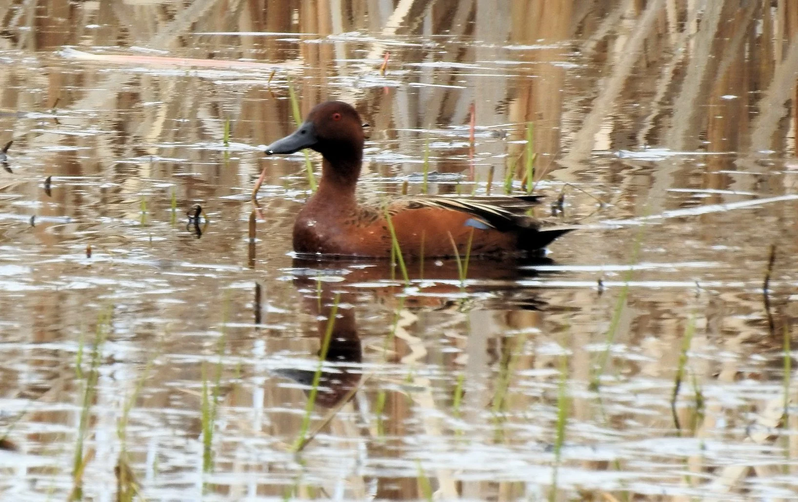 Spring waterfowl at Reardan Audubon Lake Wildlife Area 