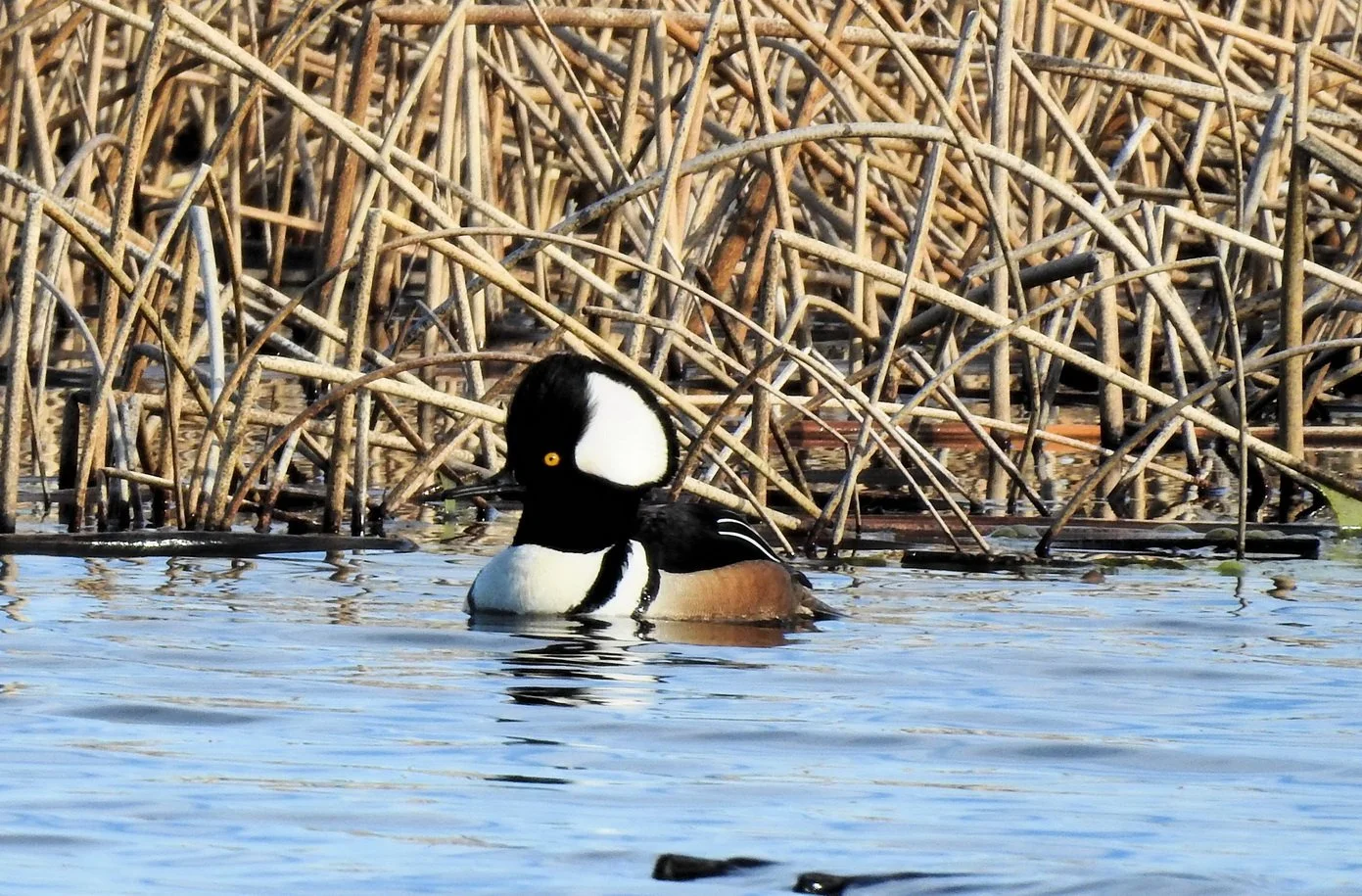 Spring waterfowl at Reardan Audubon Lake Wildlife Area