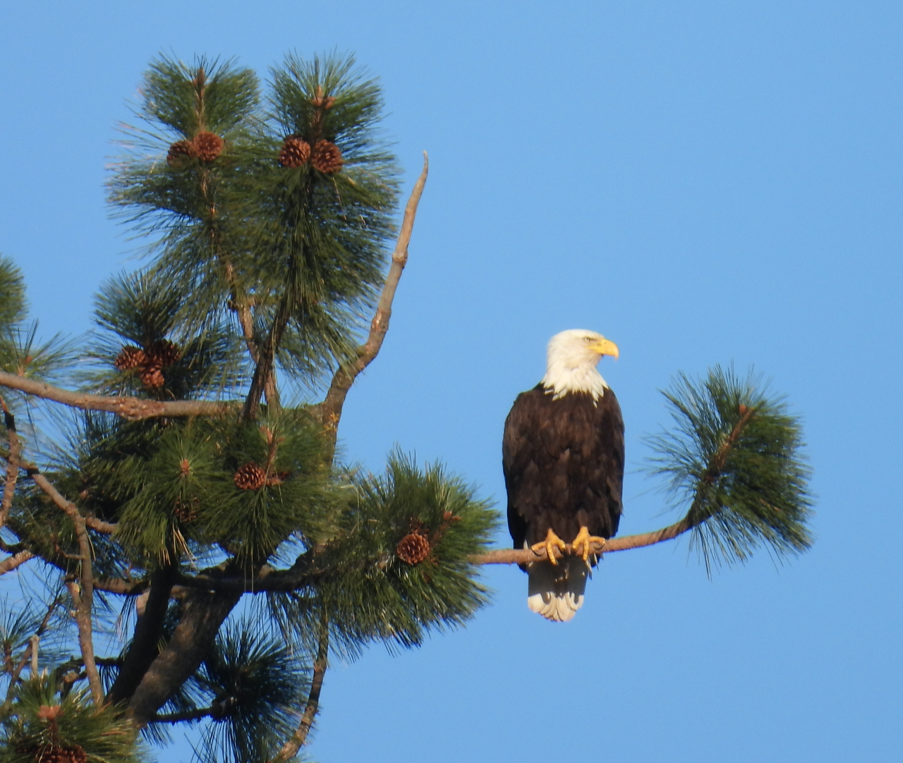 The Pygmy Owl - April 2023