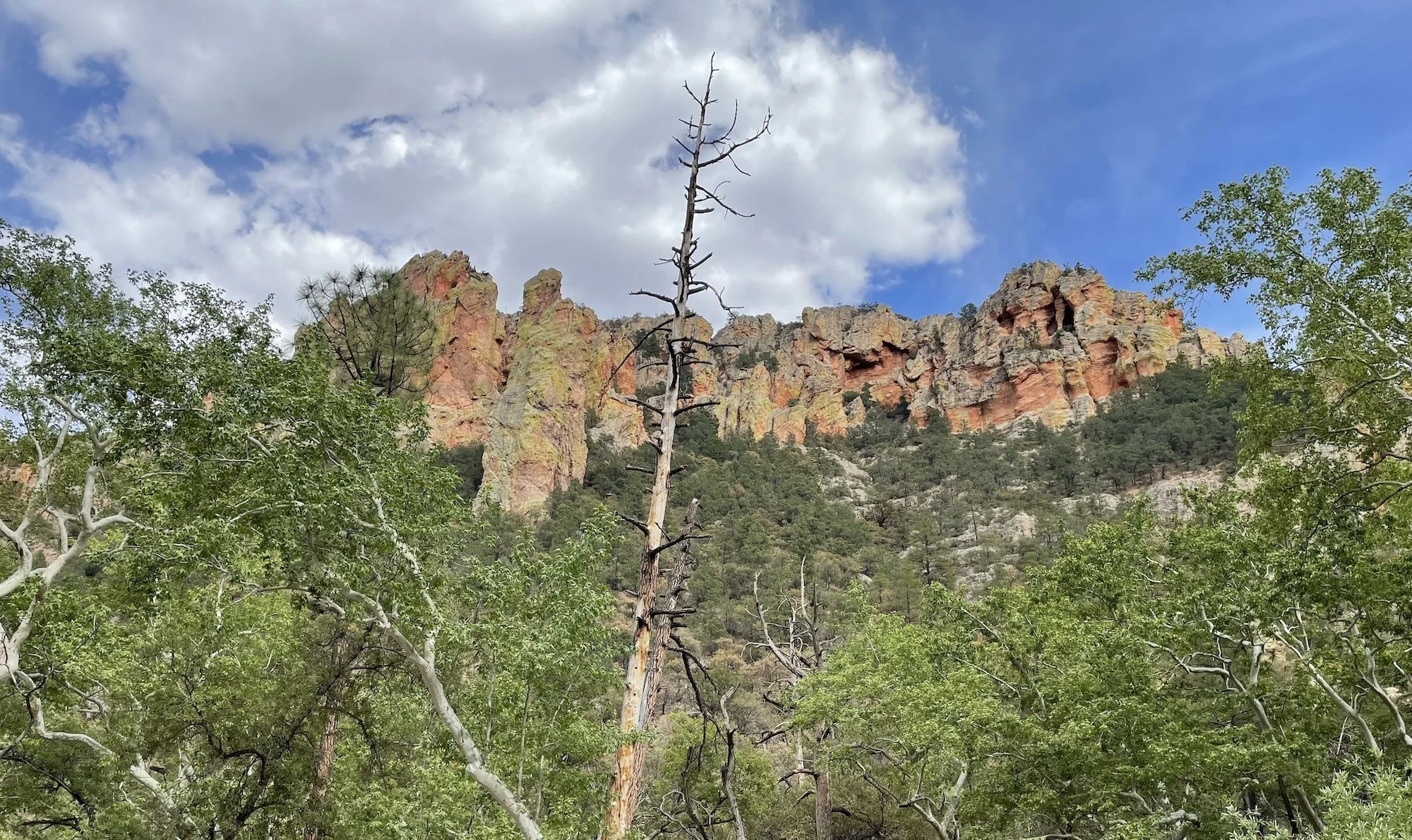 The Pygmy Owl - May 2023