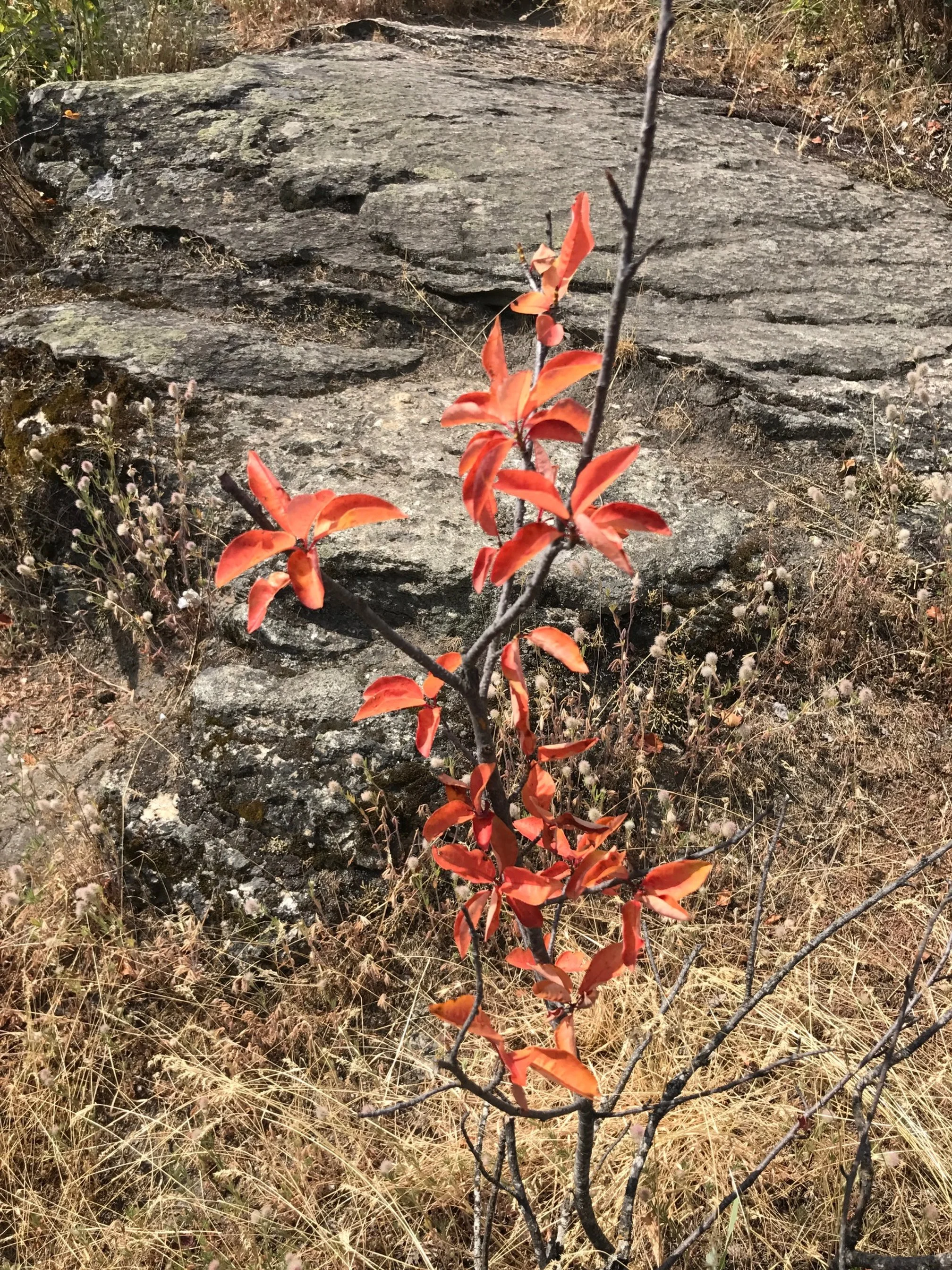 Shrub-steppe to Coulee Loop