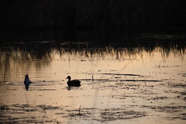 Wet is Wild: Waterbirds of Saltese Flats Wetlands