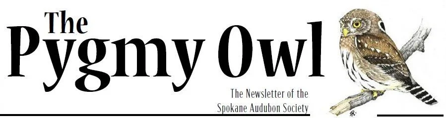 PygmyOwlBanner.JPG