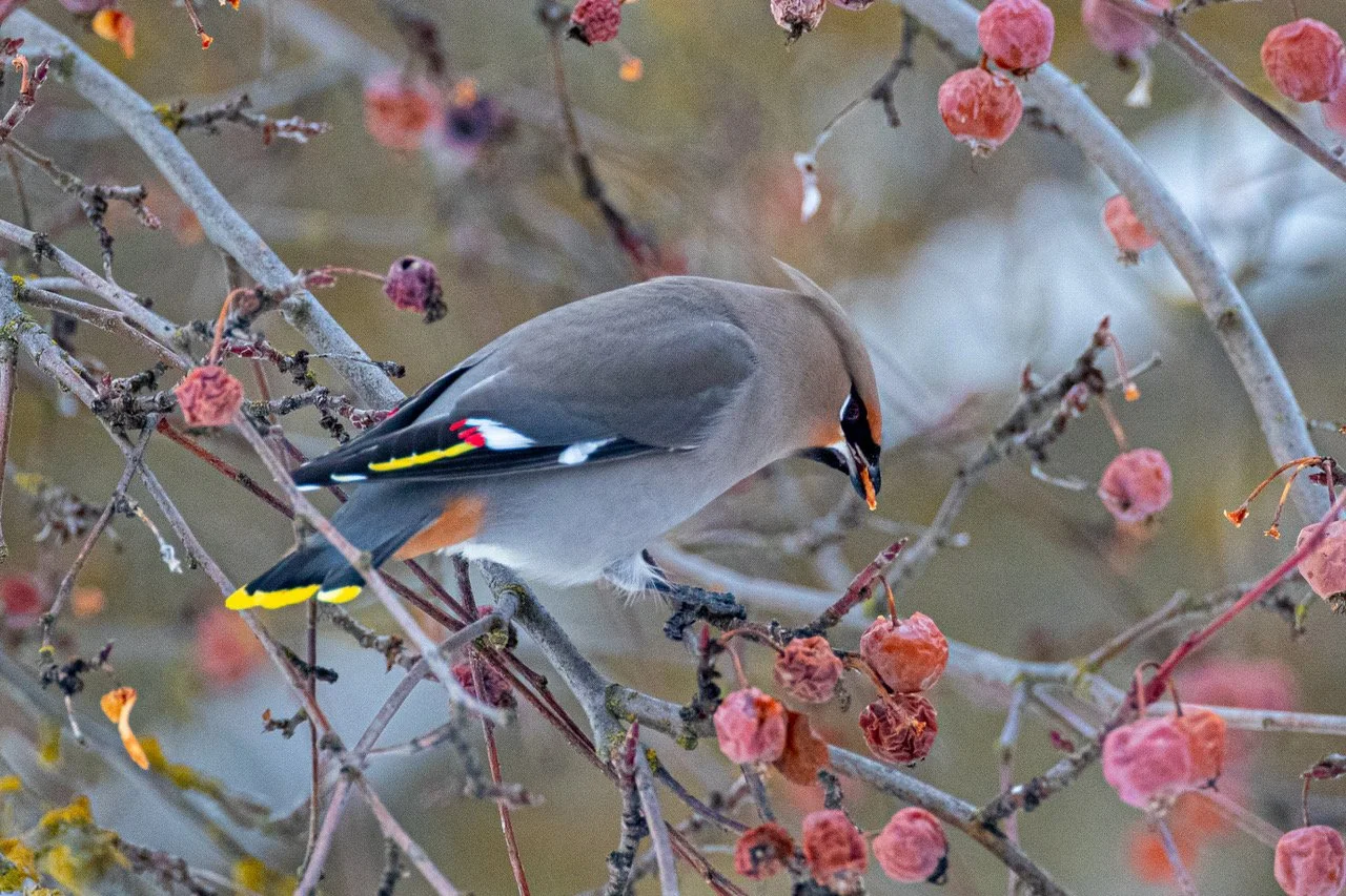 Purchase a 2024 Calendar — Spokane Audubon Society