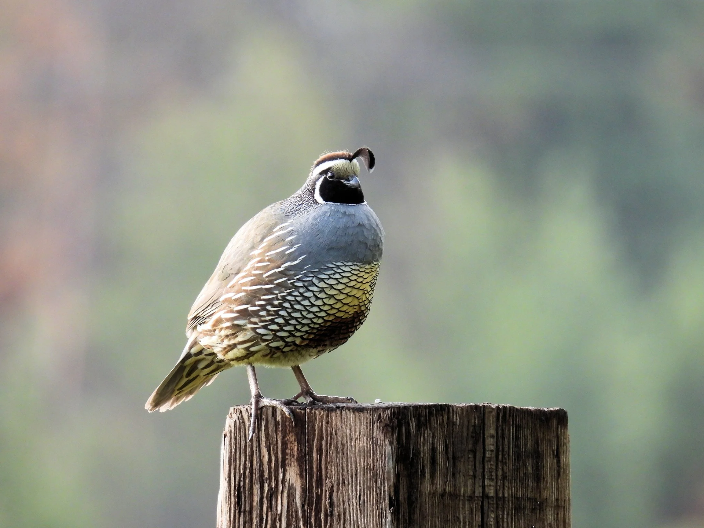 Attracting Birds to Your Yard with Madonna Luers