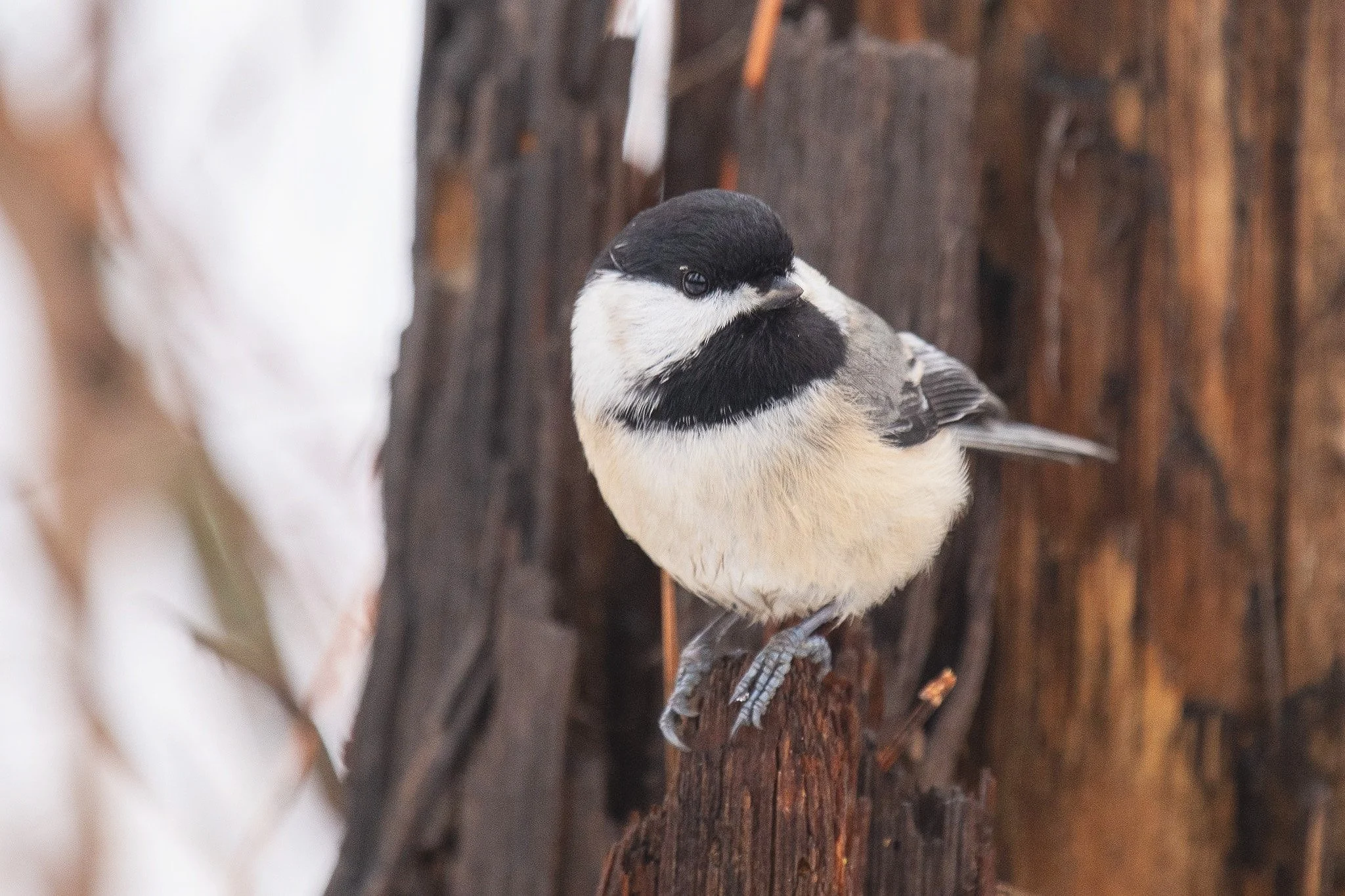 Introduction to Birding with Wanda Peters