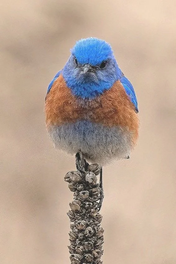 Bird Walk with Joseph Cooney at Turnbull NWR   