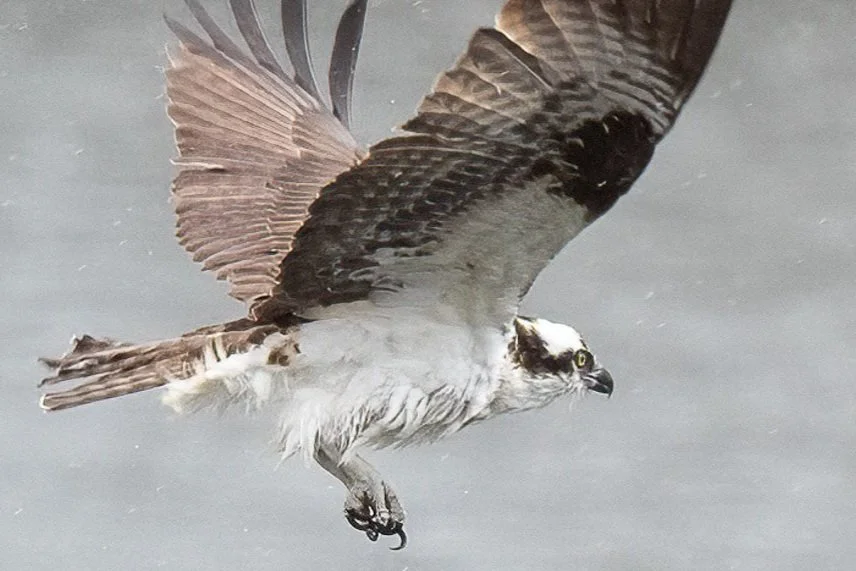 Fan Lake Bird Walk with Jenny Emerson
