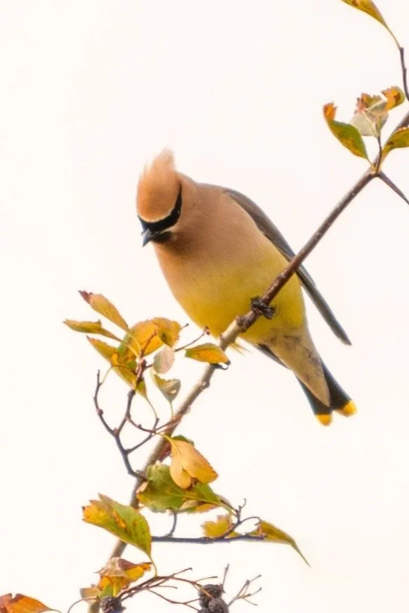 Introduction to Birding with Lindell Haggin