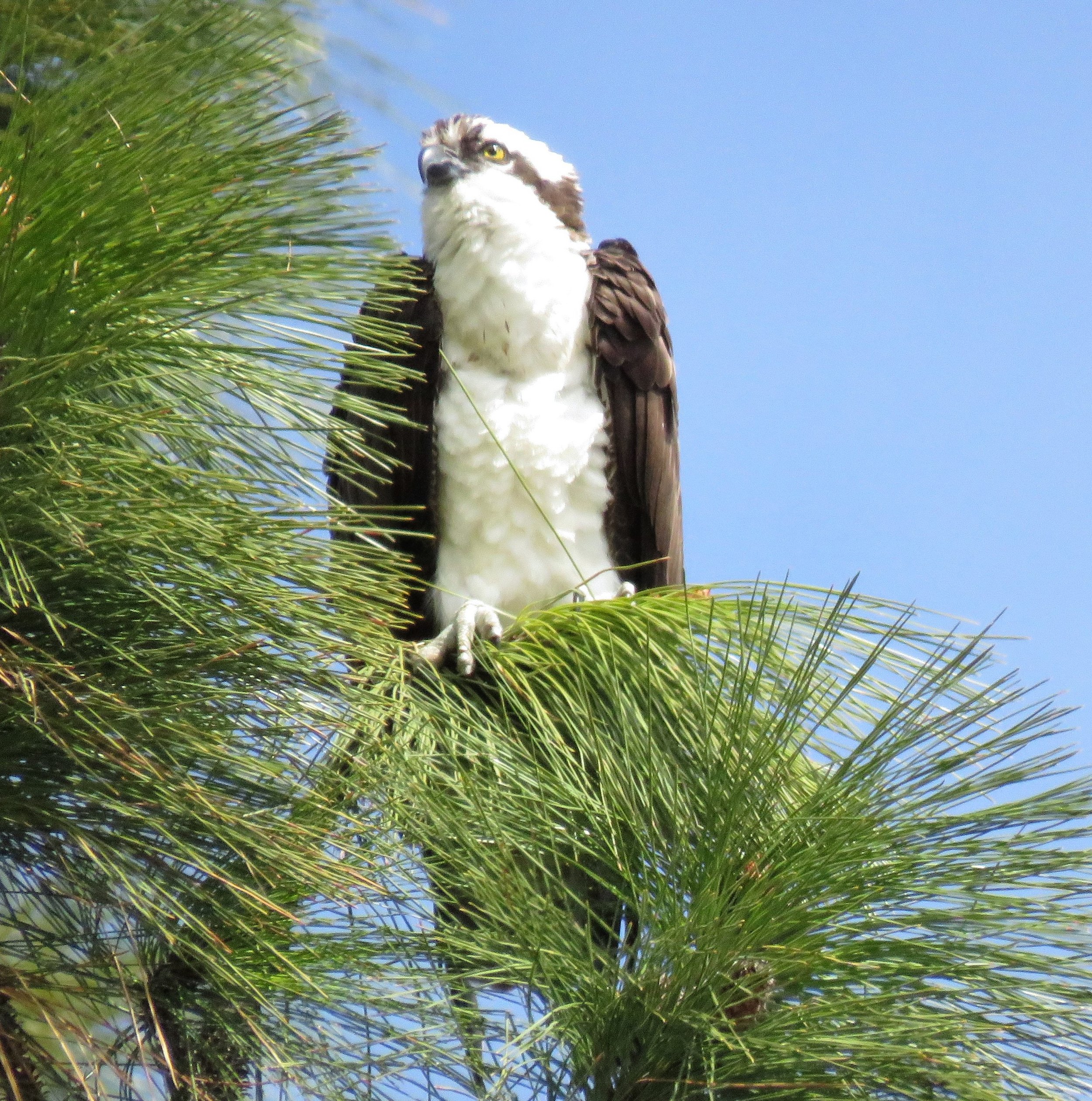 Introduction to Birding with Jim and Bea Harrison