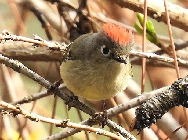Attracting Birds to Your Yard with Alan McCoy