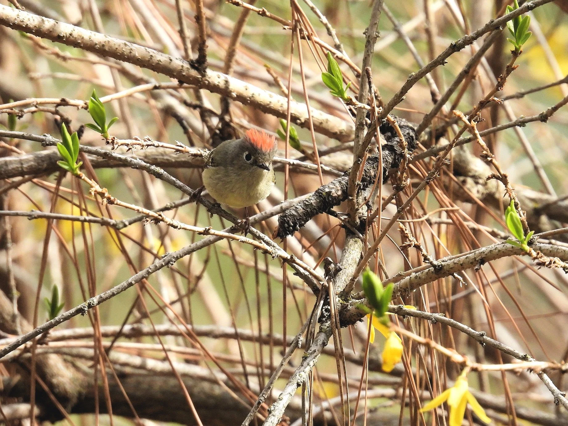 Attracting Birds to Your Yard with Alan McCoy