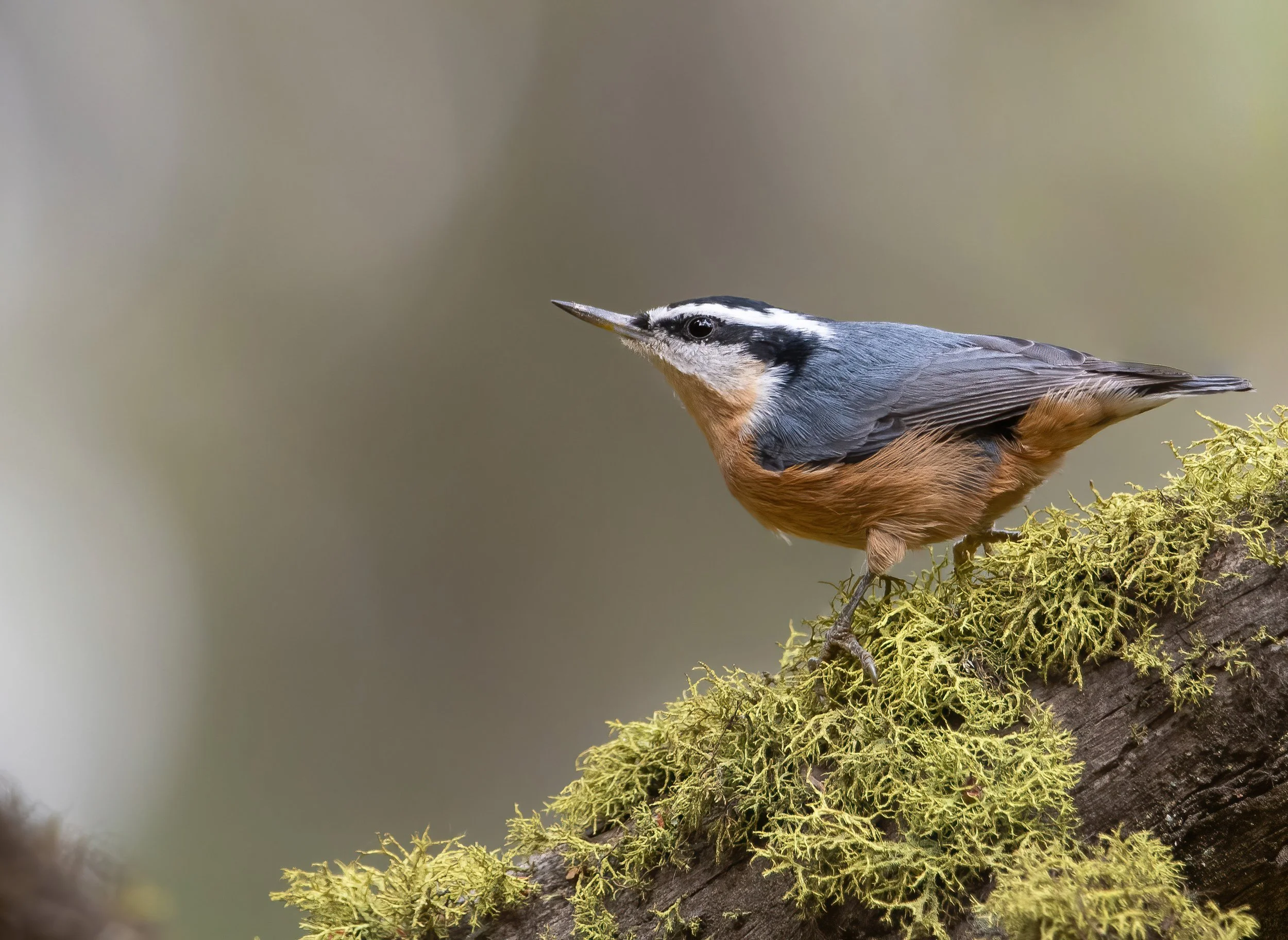 Palisades Park Bird Walk