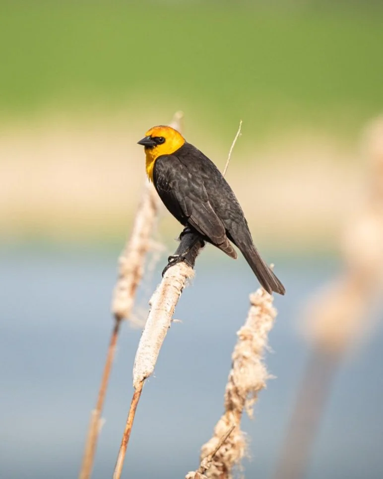 Bird Walk with Joseph Cooney at Turnbull NWR