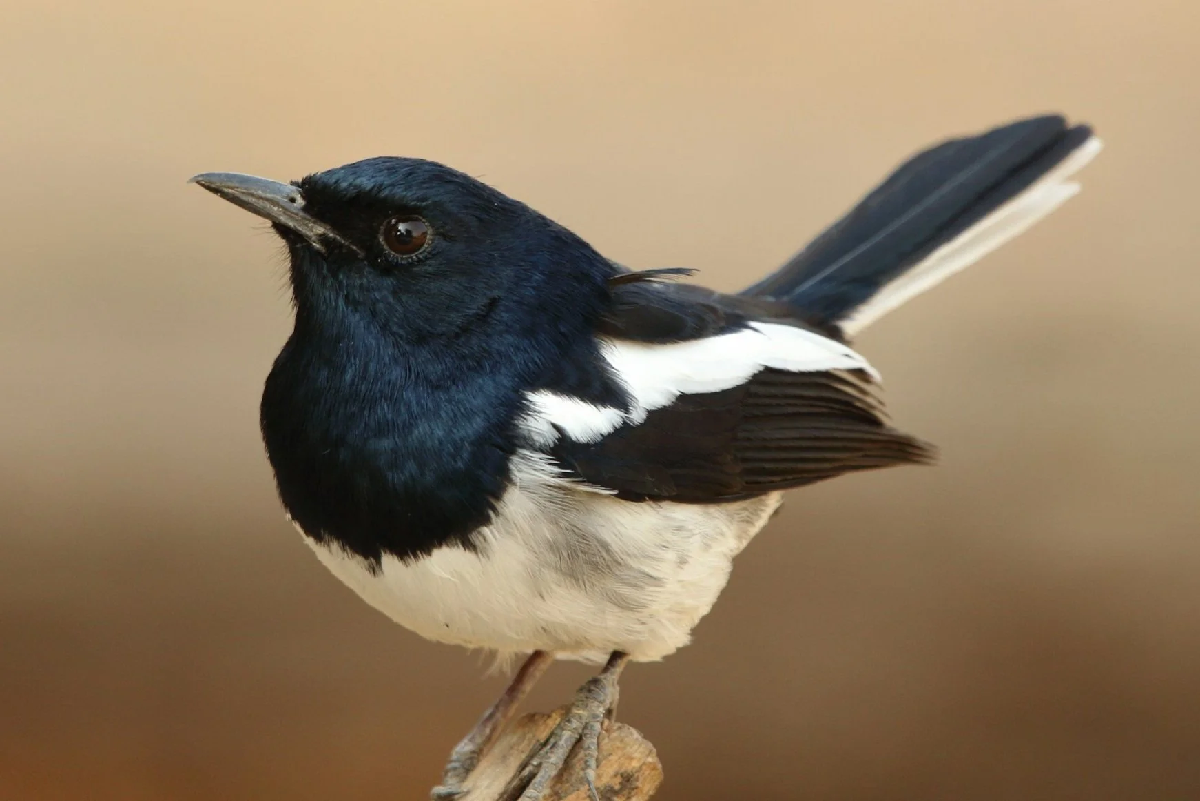 Bird Walk with Joseph Cooney at Turnbull NWR