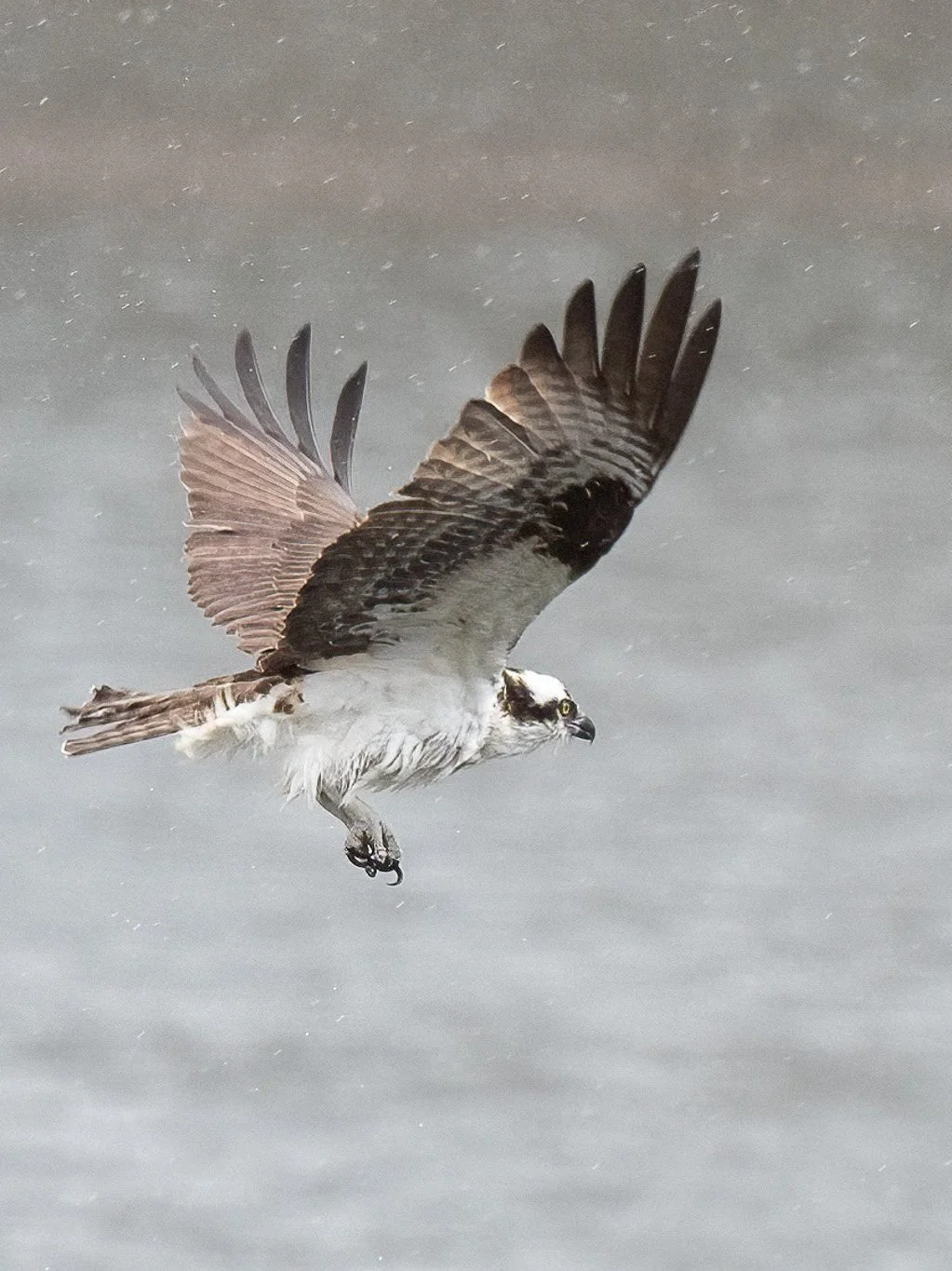 Bird Walk with Jim and Bea Harrison at Turnbull NWR