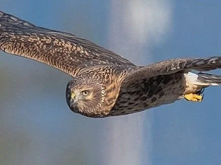 Introduction to Birding with Alan McCoy