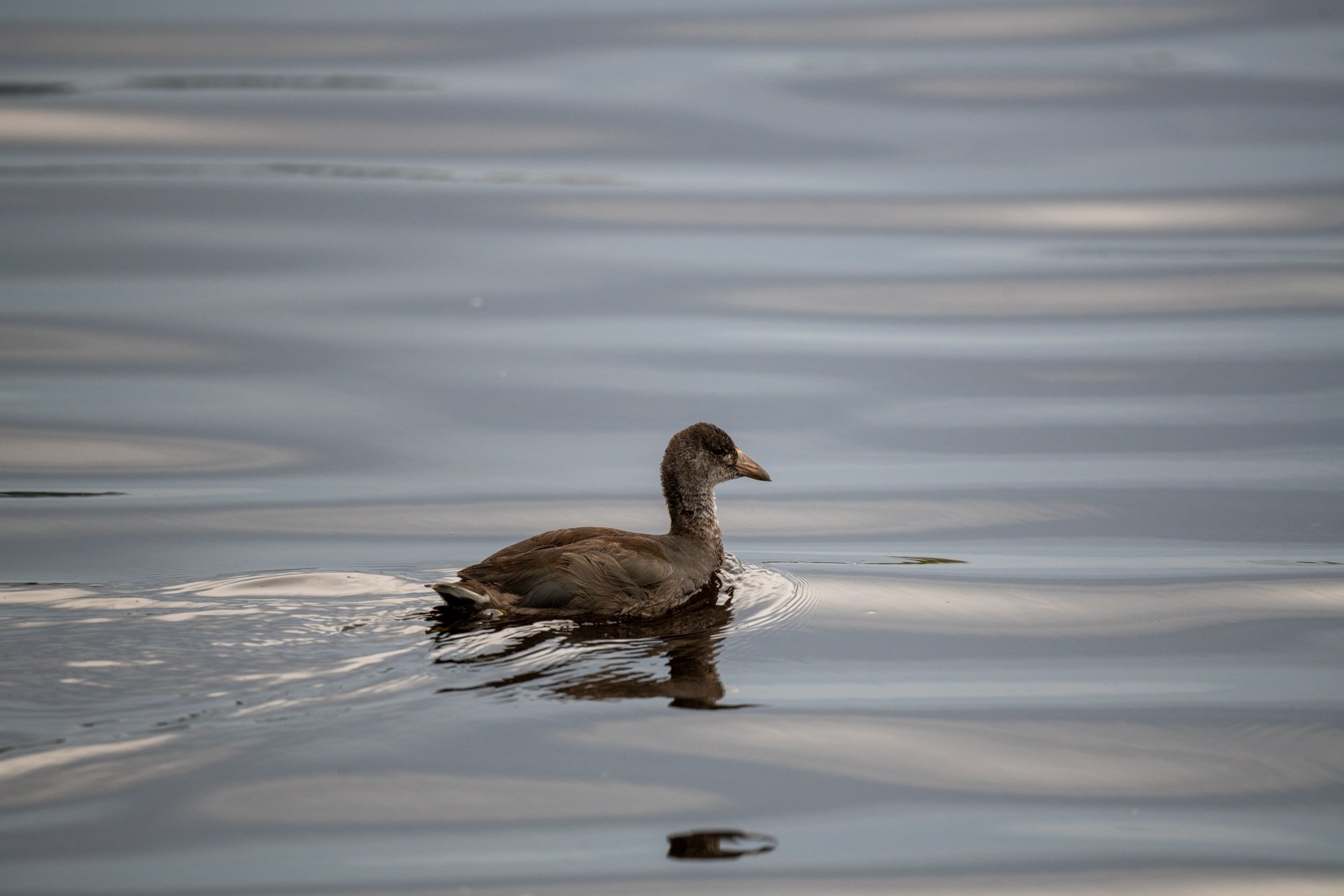 Introduction to Birding with Alan McCoy