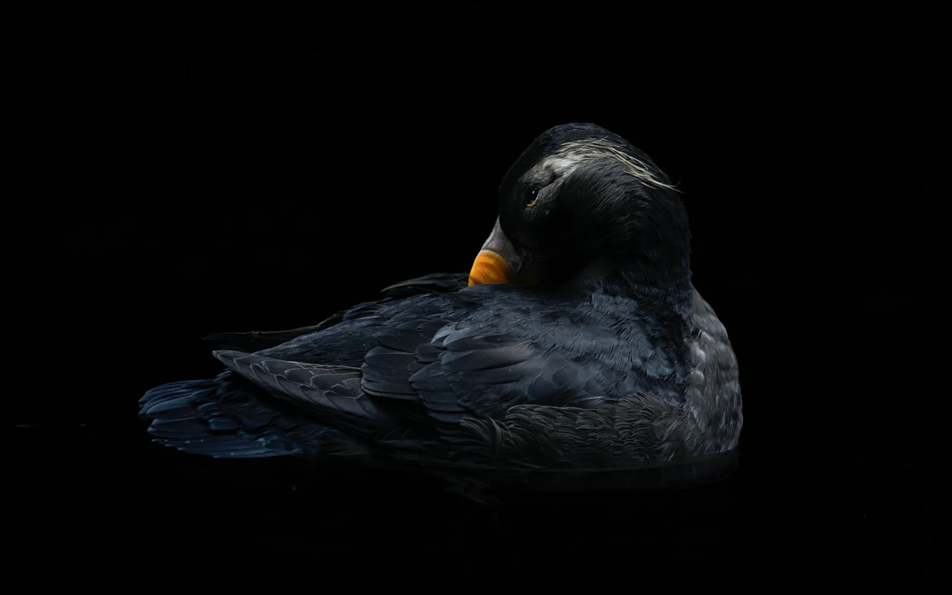 Birdfest 2024 with the Olympic Peninsula Audubon Society