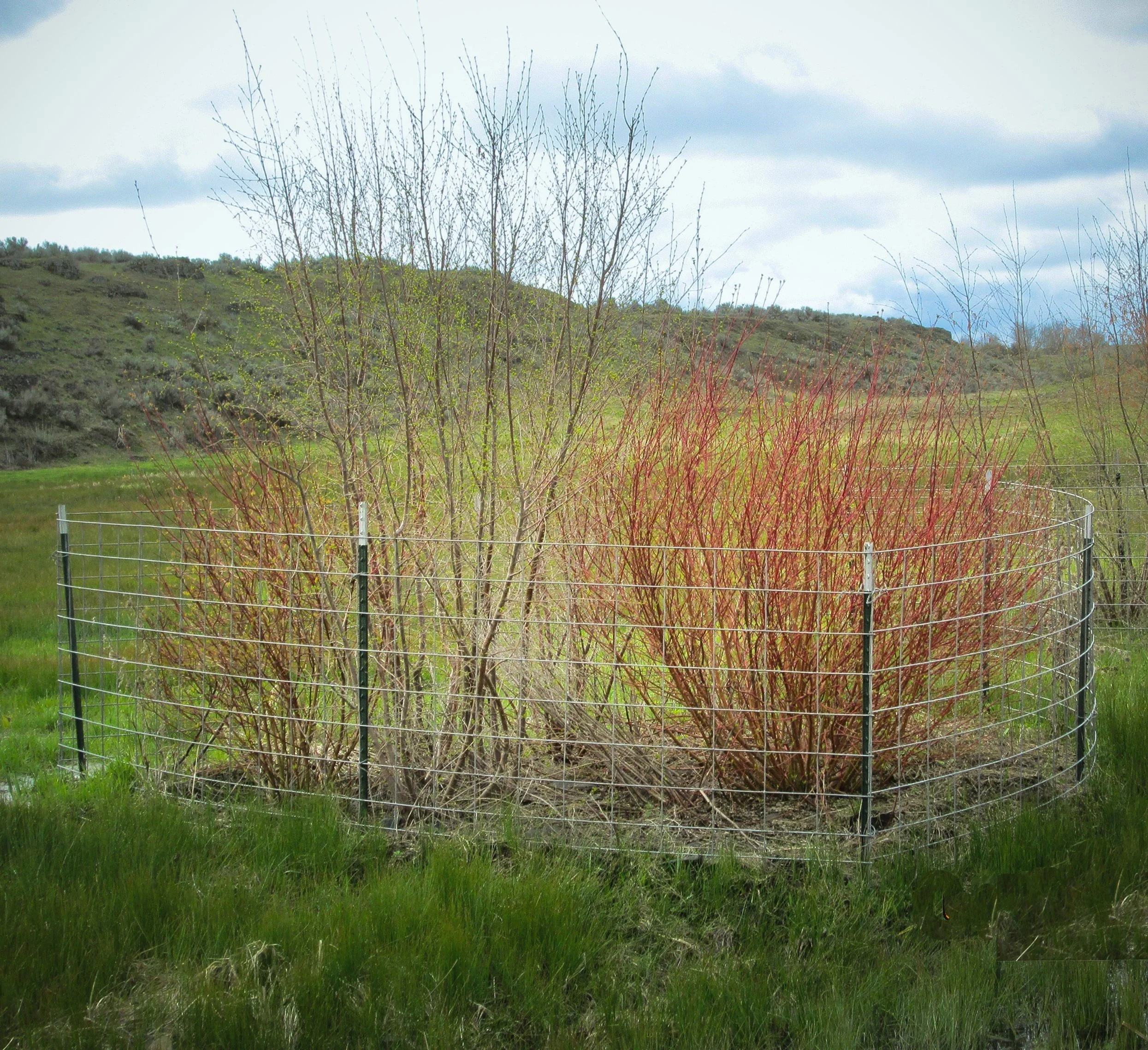 Swanson's Lake Wildlife Area Sharp-Tailed Grouse Winter Habitat Planting Gala