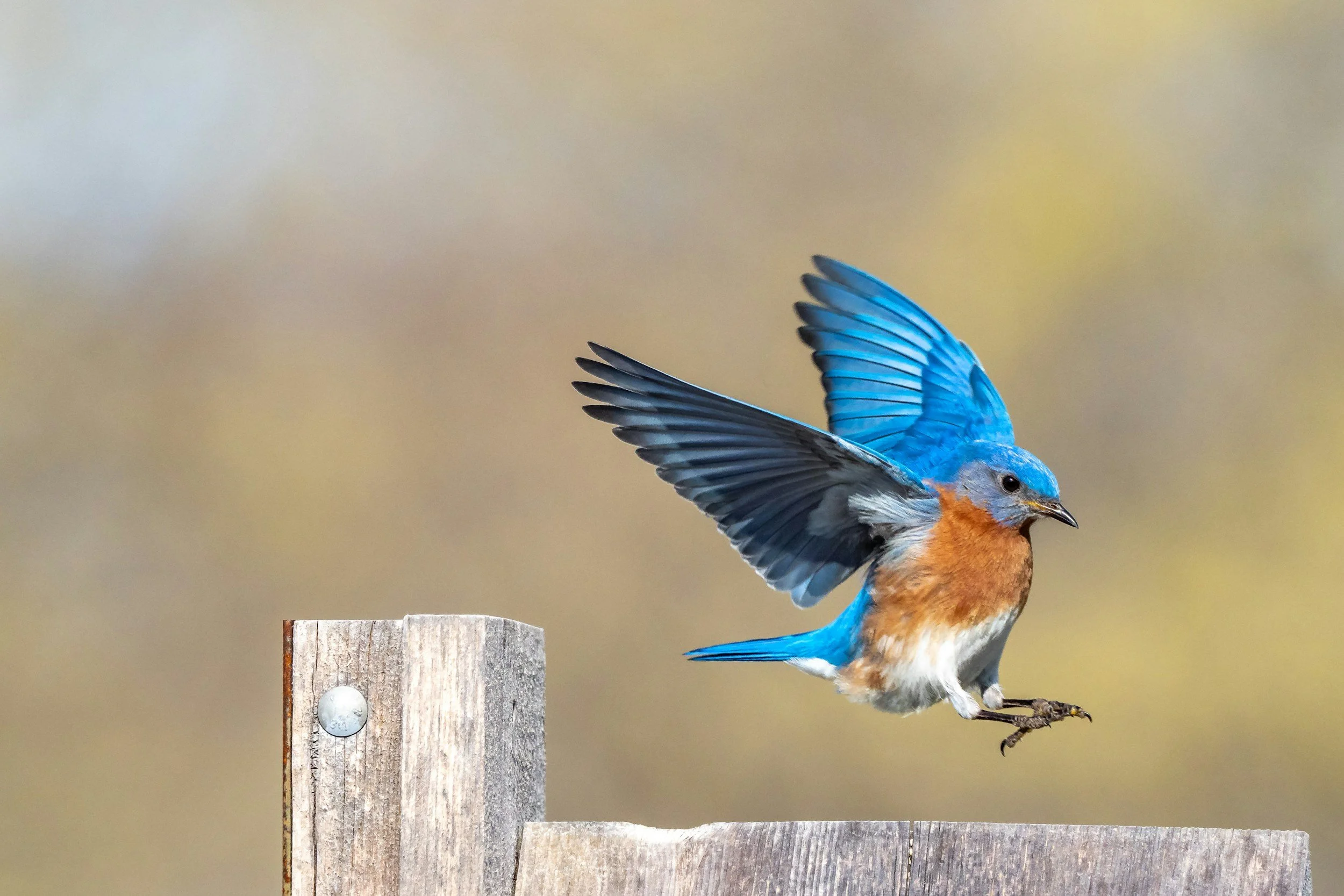 Bird Walk with Joseph Cooney at Turnbull NWR   
