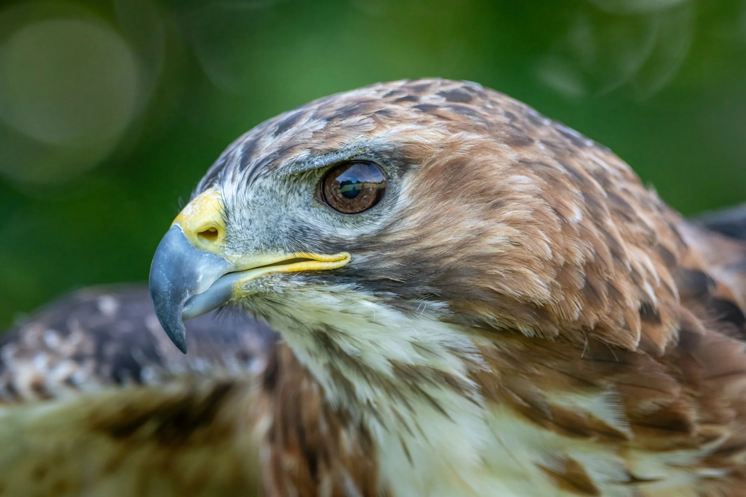 How to Catch a Red-Tailed Hawk
