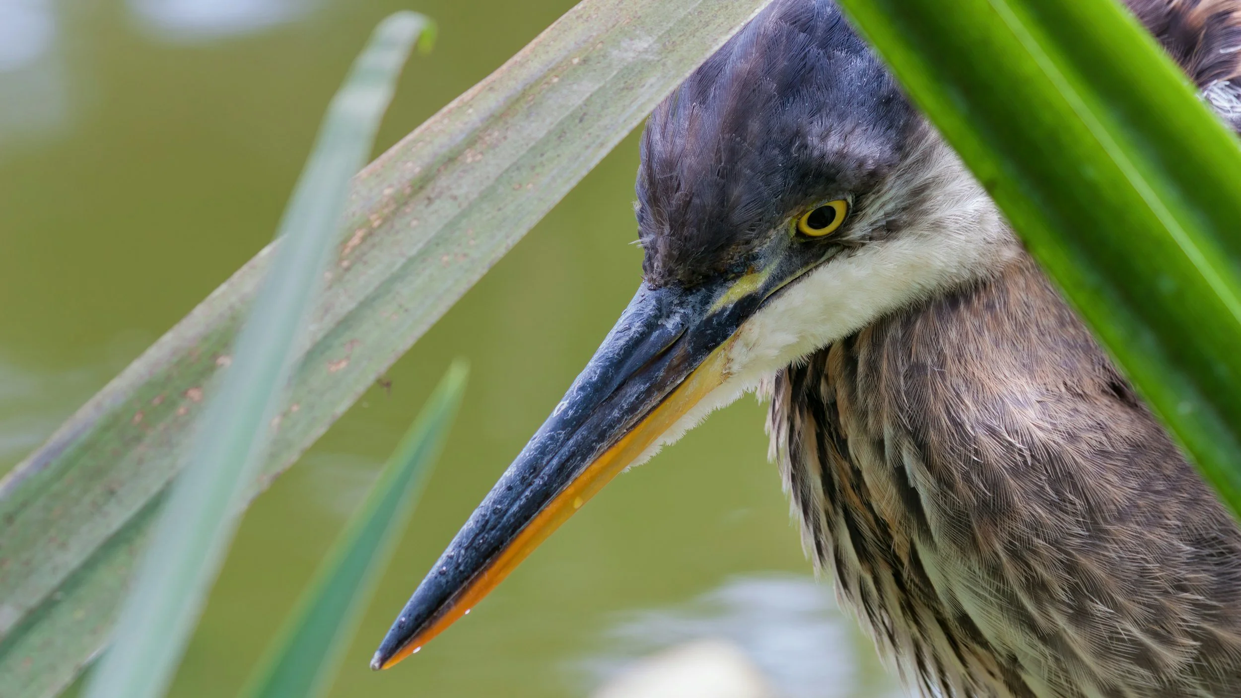 Spokane Audubon &amp; Spokane Riverkeeper  Walk, Talk, and Bird Event