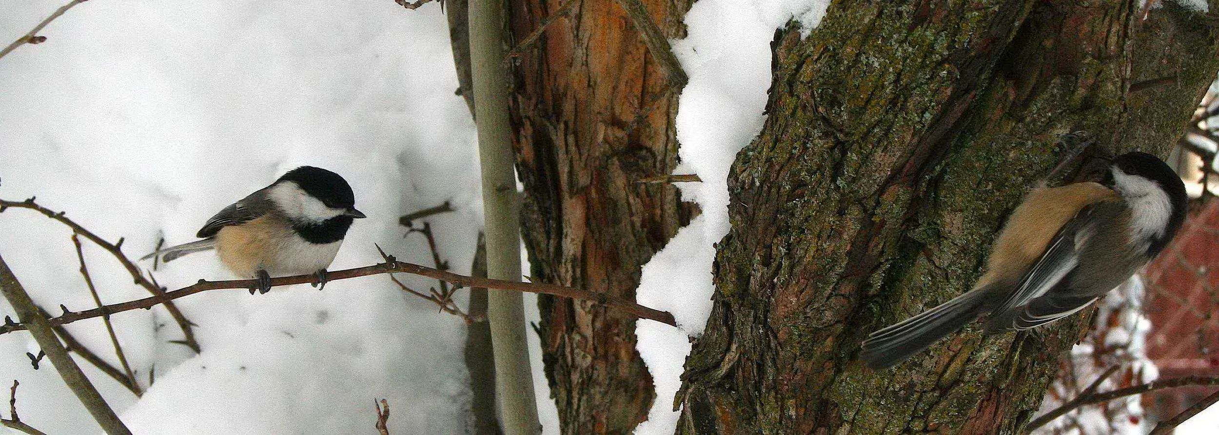 Cheney Christmas Bird Count