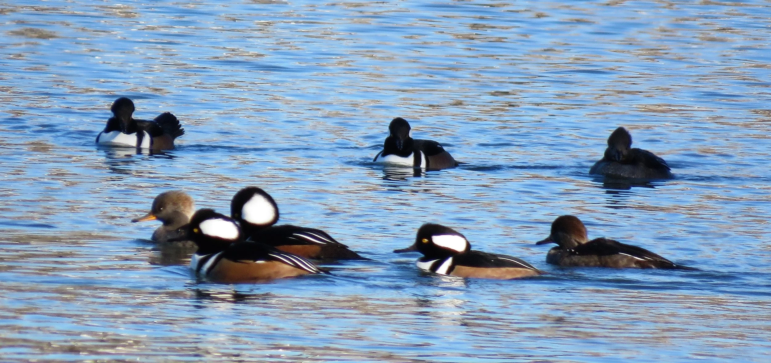 Spring Migration at Audubon Lake