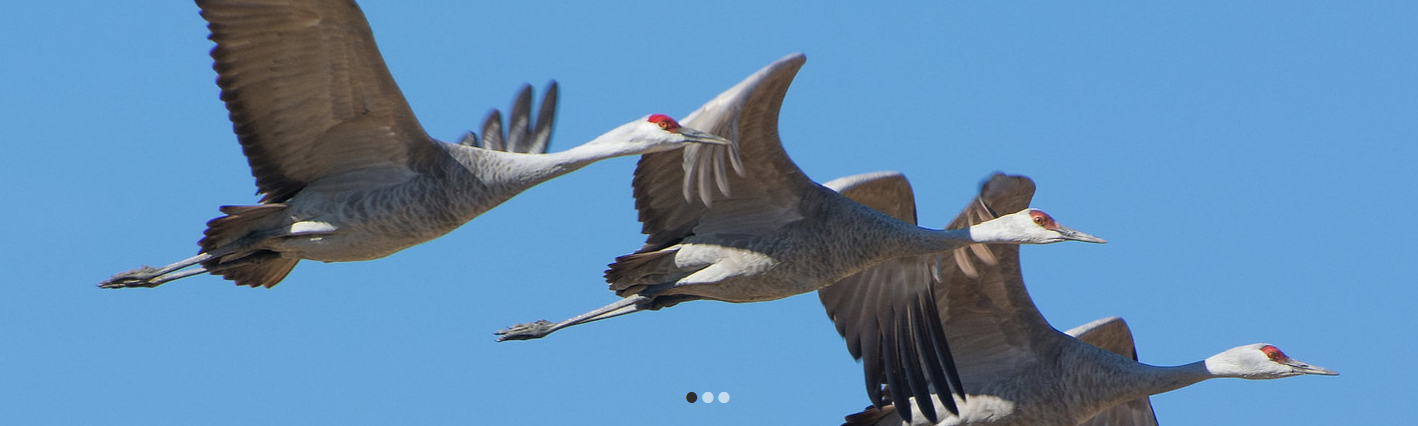 Othello Sandhill Crane Festival