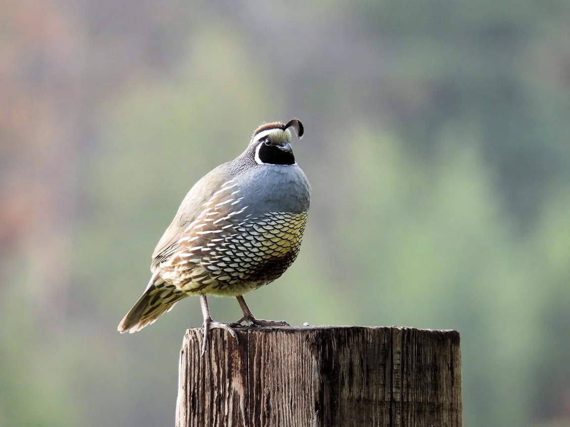 Notes from a Beginning Birder