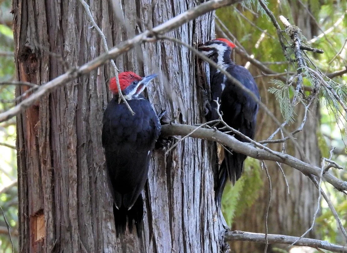 Notes from a Beginning Birder: Chasing False Idols through the Woods