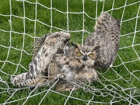 The Pygmy Owl - April 2025