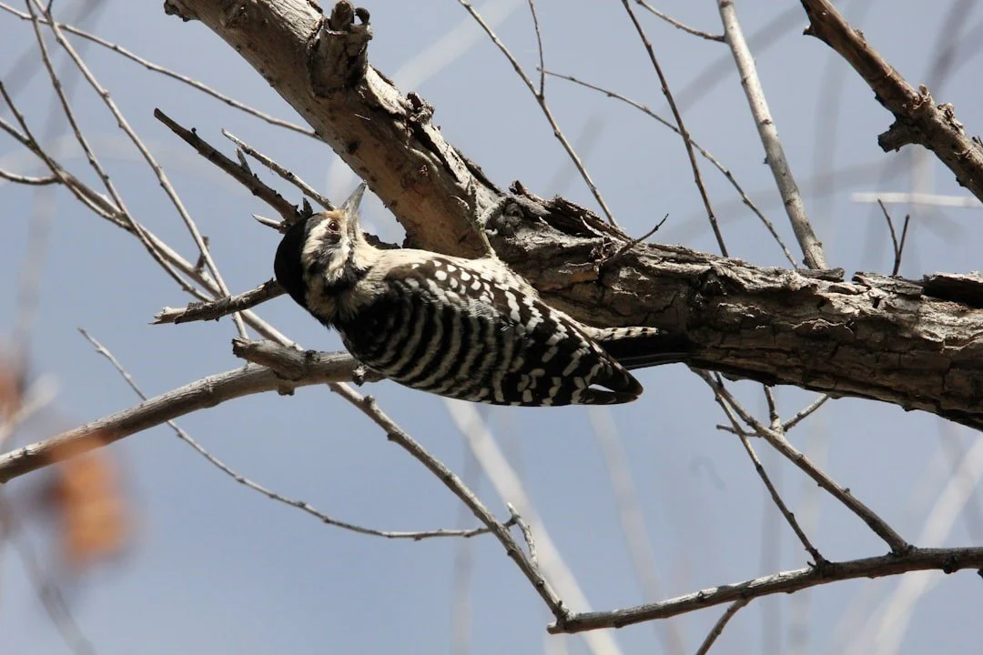 Notes from a Beginning Birder, Part 3. Carpe Diem! Birding and Hiking, what a Nice Reprieve!
