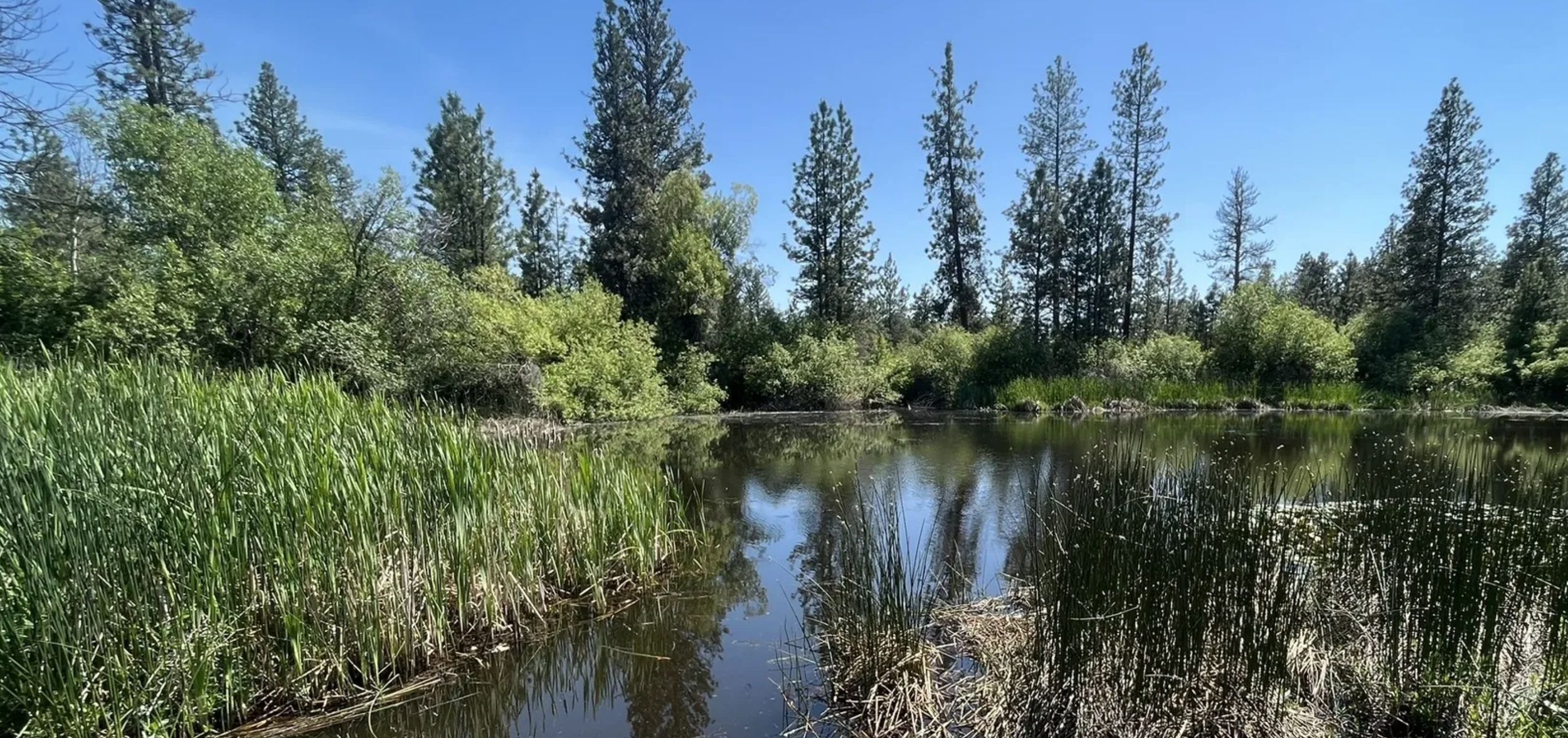 Beginner's Bird and Plant Walk