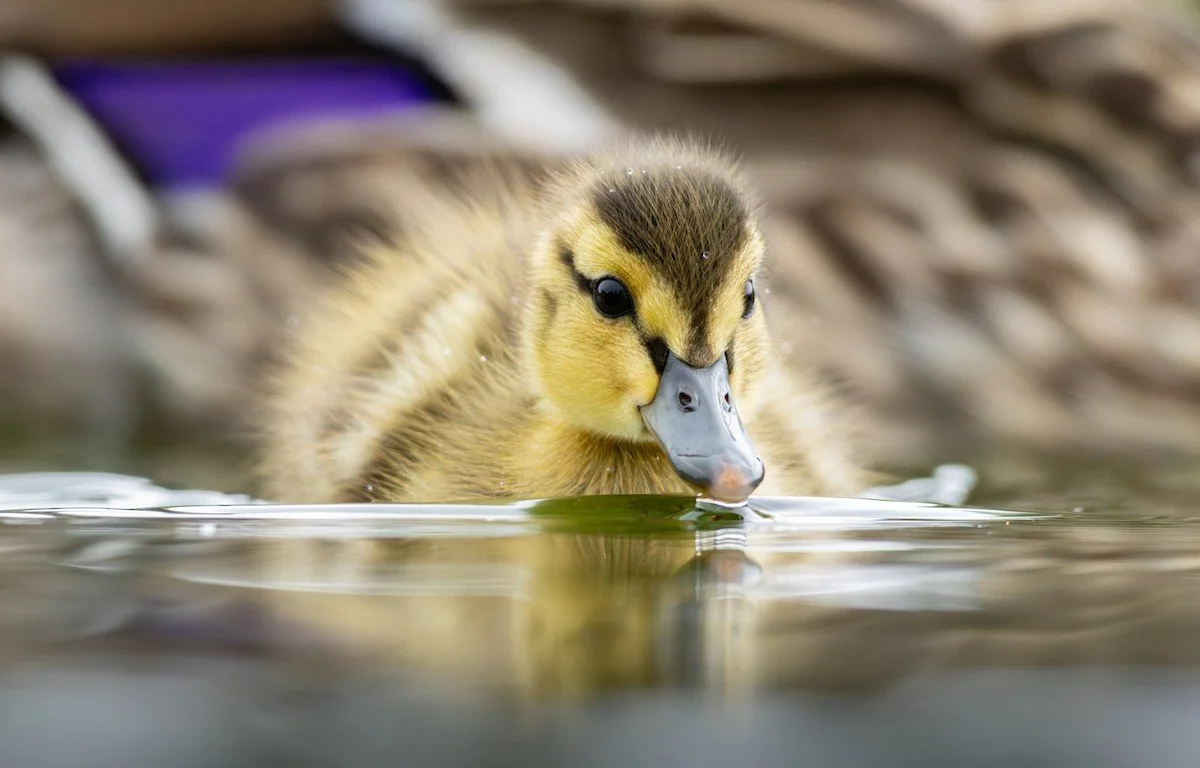 eBird Sightings, May 2026