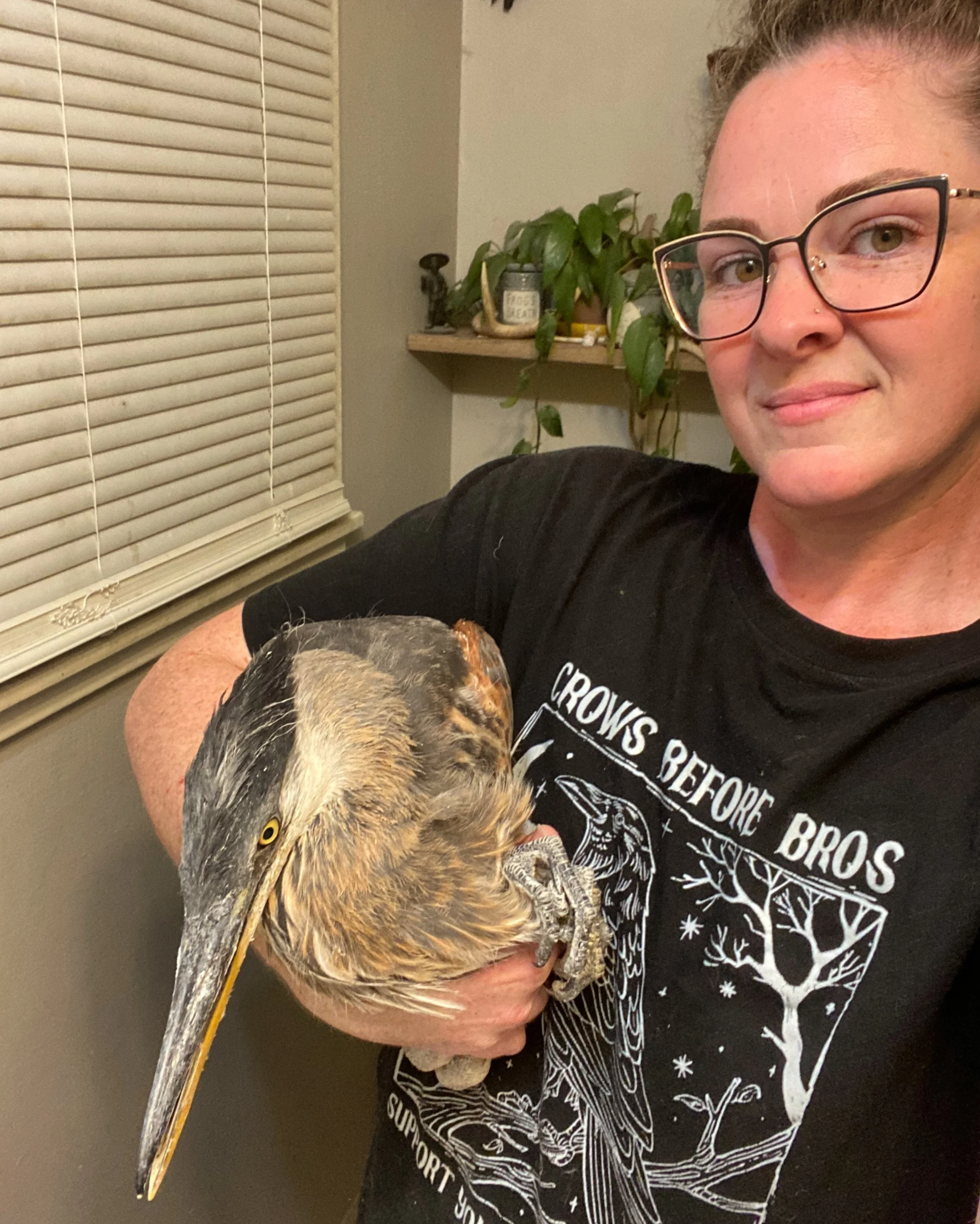 Save-A-Bird team encounters Great Blue Heron pair nesting In Manito Park