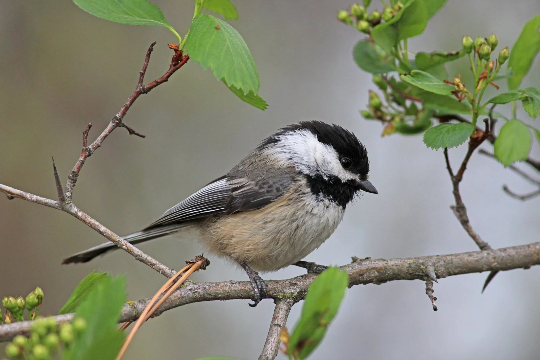 Youth Project: Black-capped Chickadee 