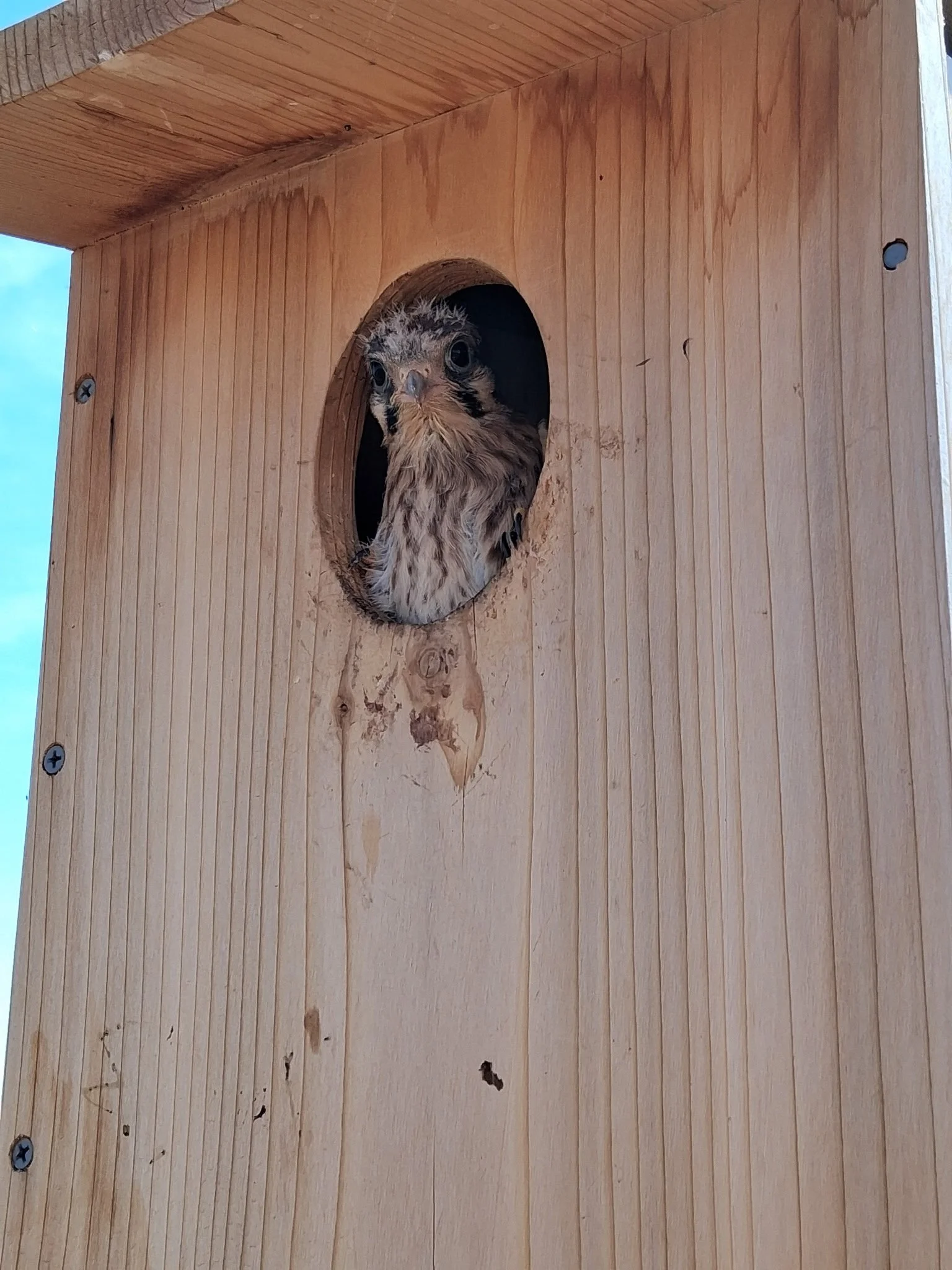 Kestrel Nest Box Program Update